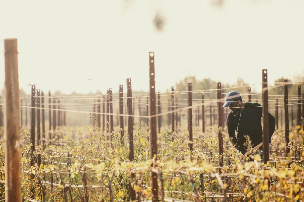 A man tends to vines in a vineyard under misty conditions in the countryside, capturing the essence of rural agriculture