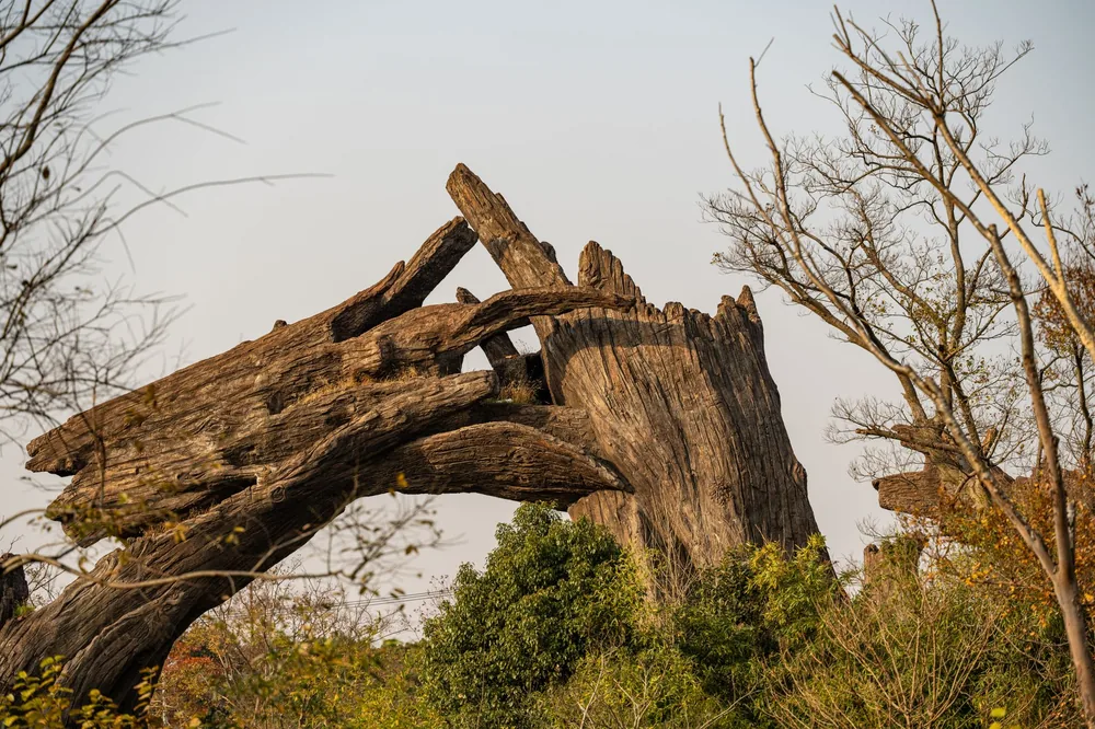 A massive fallen tree amidst a serene natural landscape