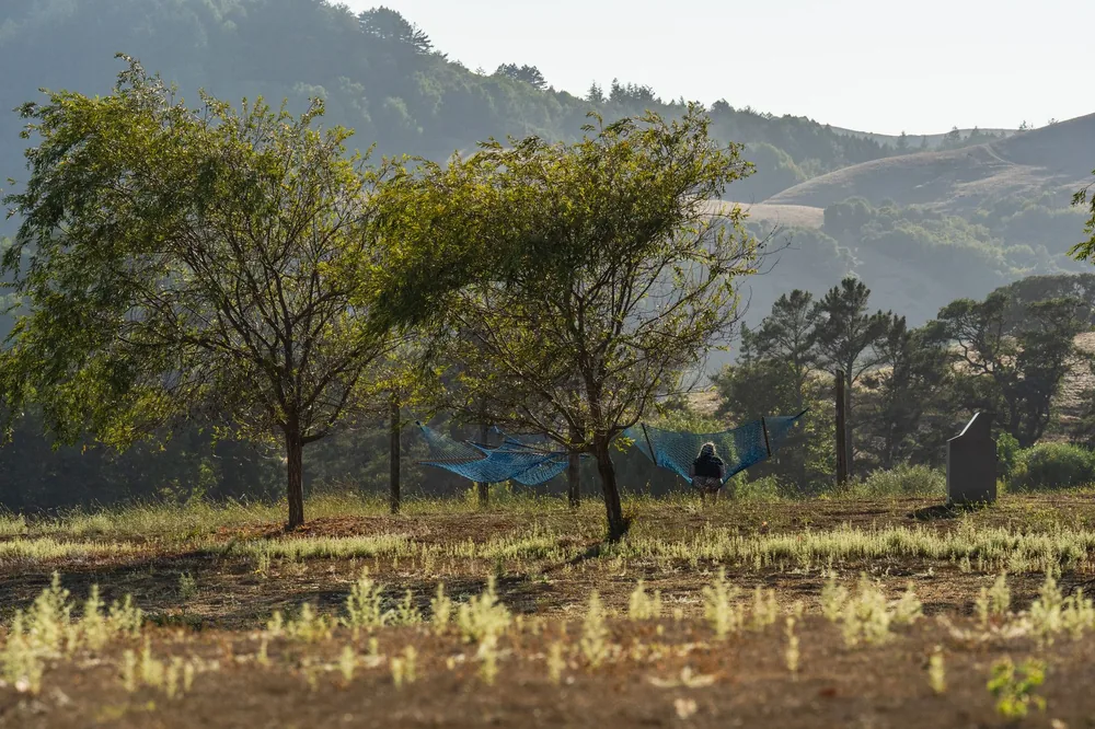 A peaceful afternoon in a hammock under trees in a sunlit meadow with a hill backdrop