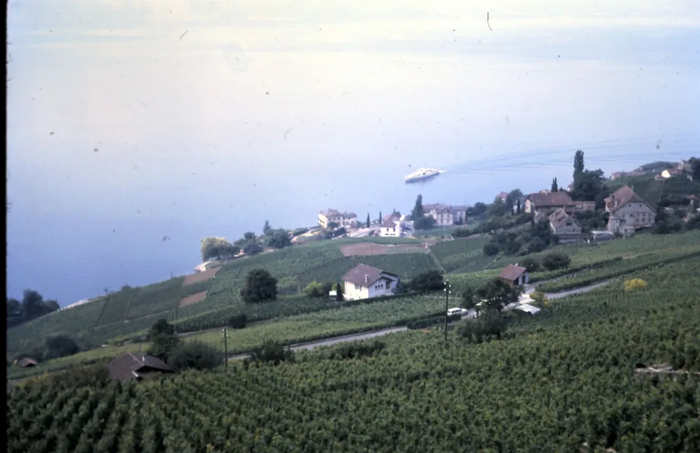 A peaceful vineyard landscape overlooking a serene lake with distant houses and a boat