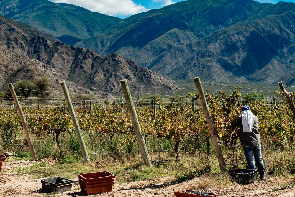 A person harvesting grapes in a vineyard with mountainous backdrop and autumn landscape