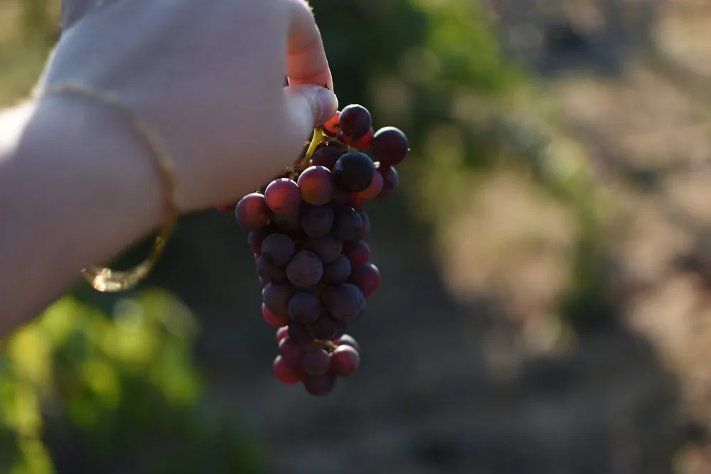 A person holding a bunch of grapes in their hand