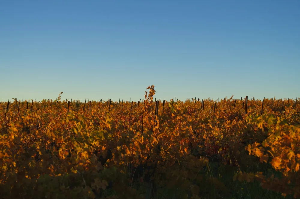 A person stands in a vineyard during golden hour