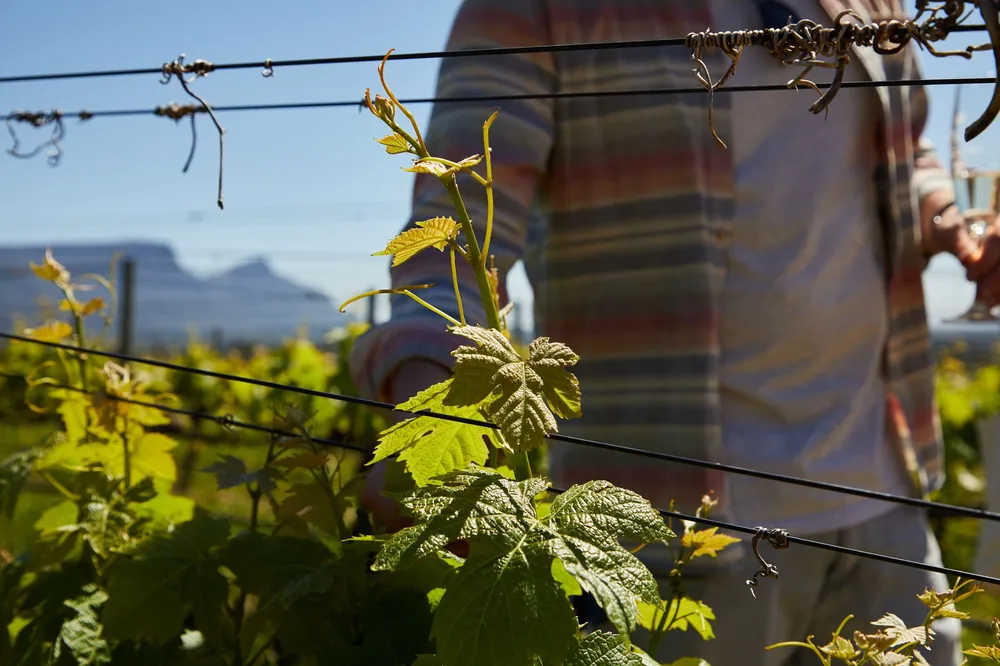 A person tending grapevines in a sunny vineyard, showcasing agriculture beauty