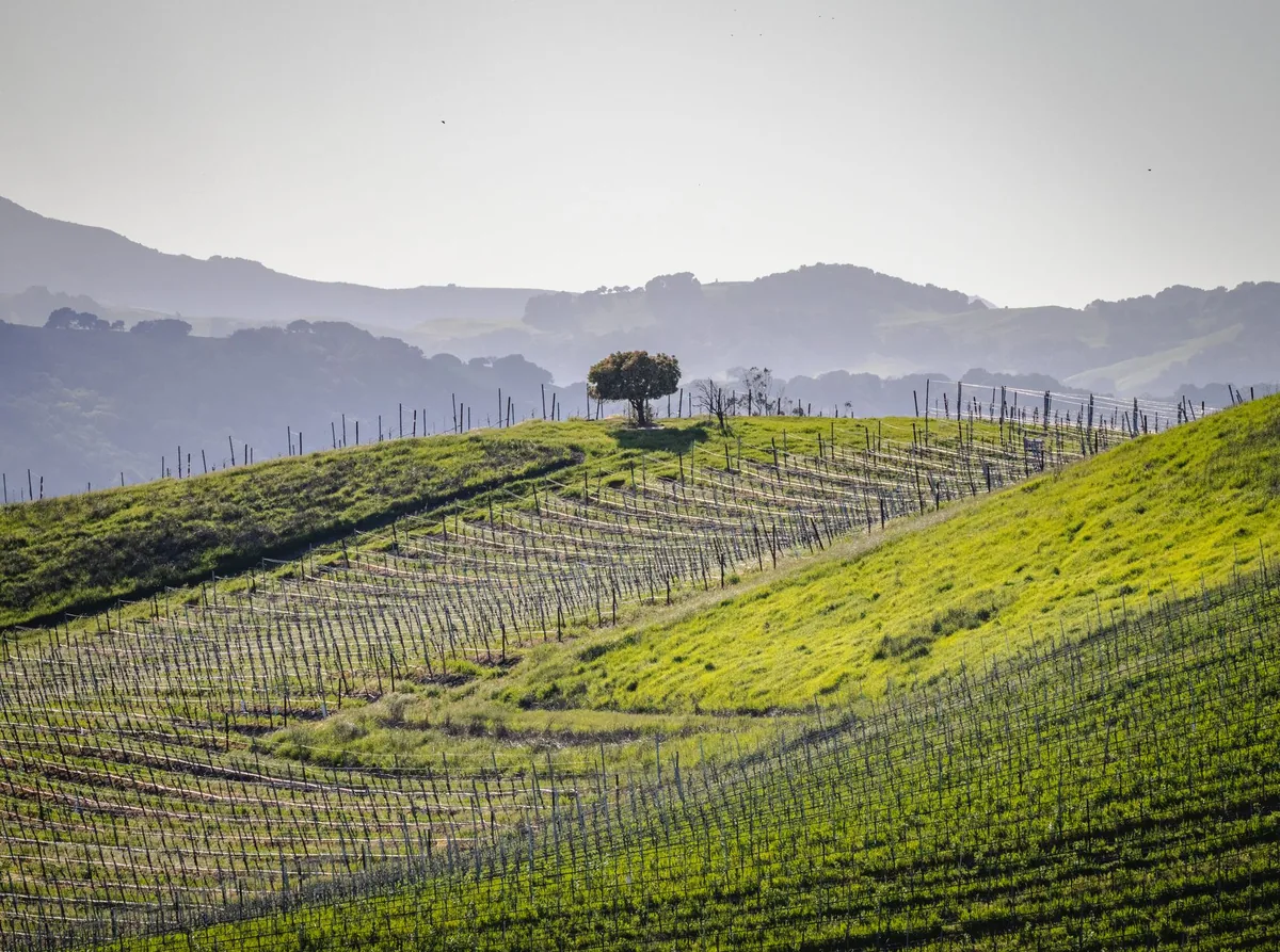 Vineyard landscape with a single tree atop a rolling hill at sunrise