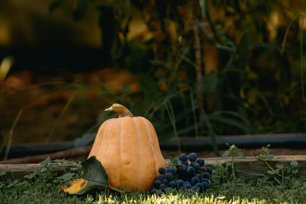 A pumpkin with grapes on grass, capturing the essence of an autumn harvest outdoors