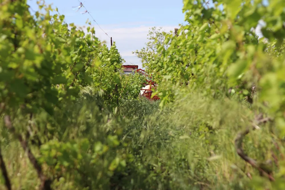 A red vehicle drives through a lush green vineyard