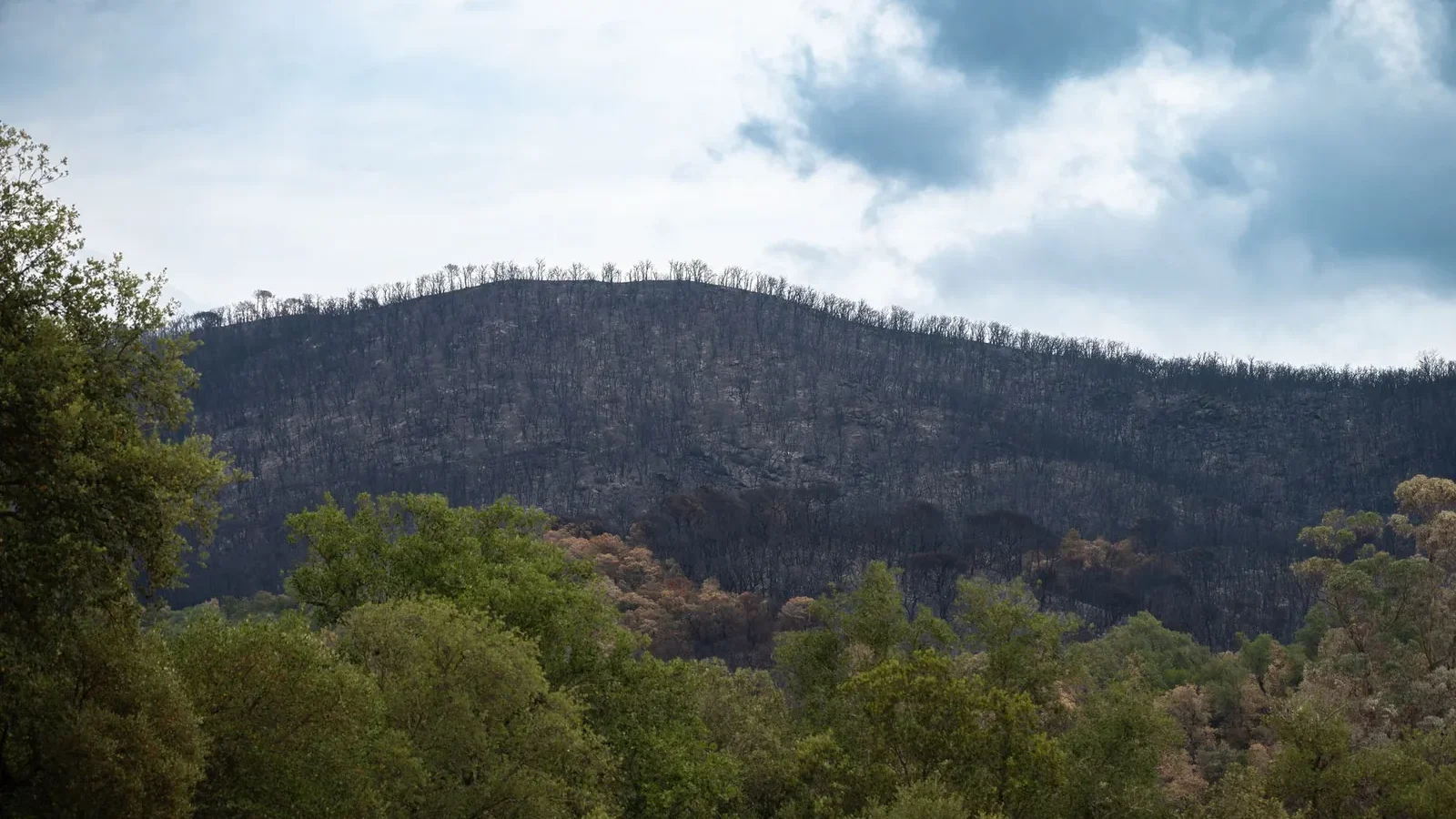 A rejuvenating landscape showing a forest recovering from a recent wildfire under a cloudy sky