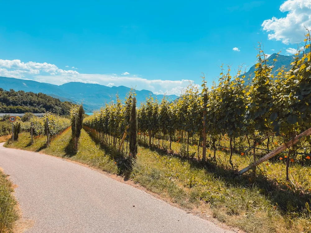A road passing through a vineyard with mountains
