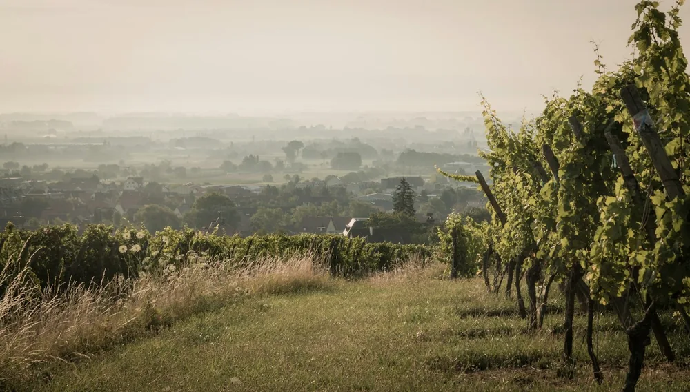 A row of trees in a field with a city in the background