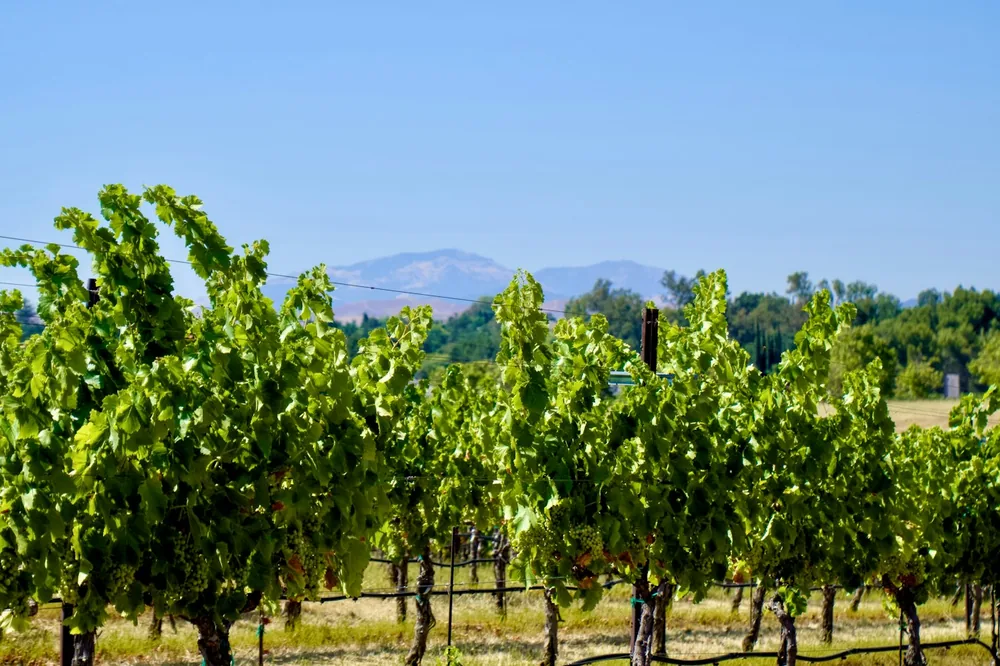 A row of trees in a field with mountains in the background