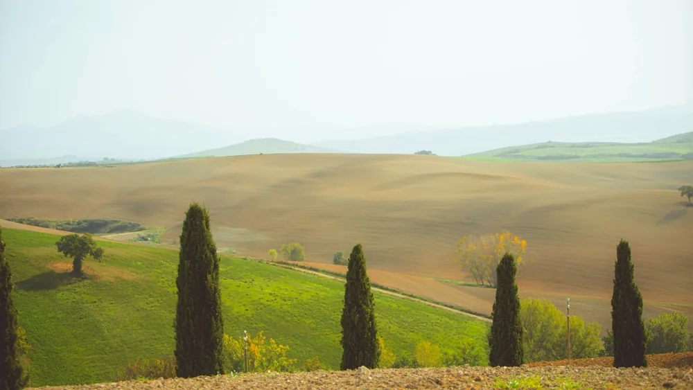 A row of trees in the middle of a field