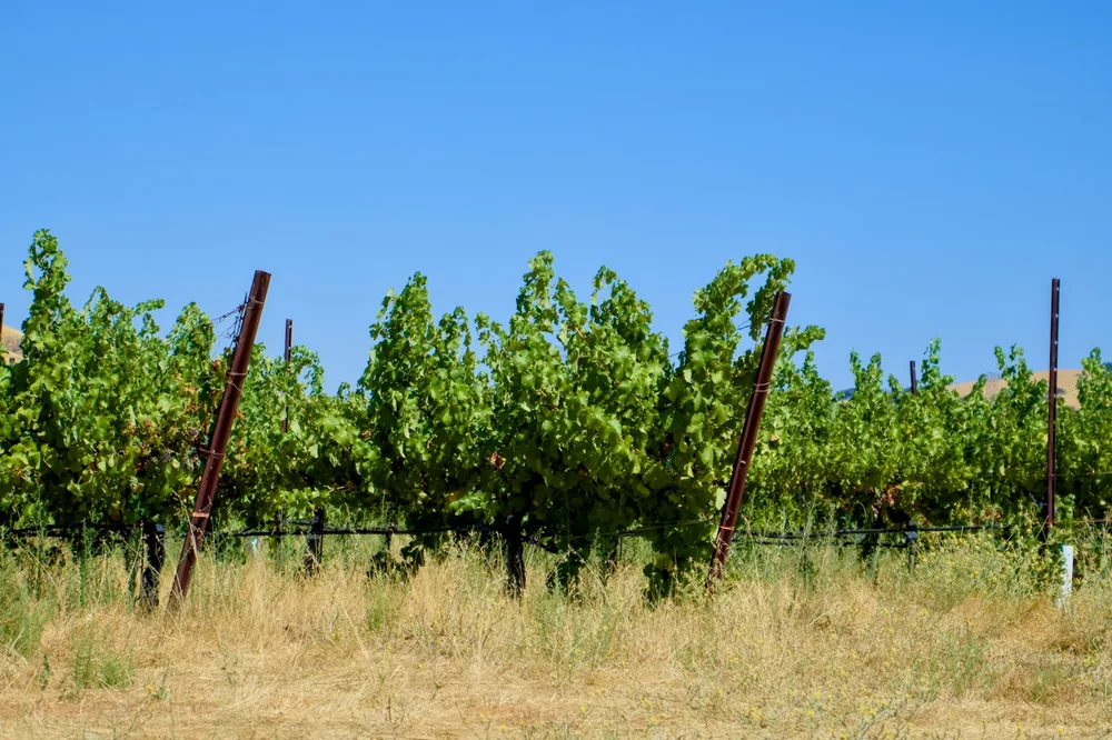 A row of trees in the middle of a field