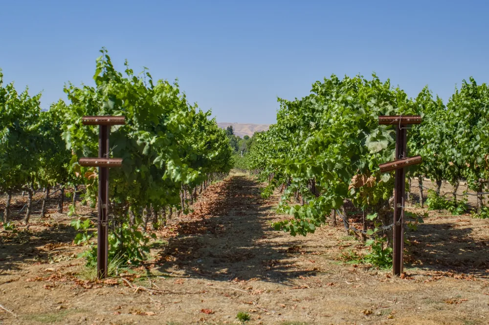 A row of vines in a vineyard with a blue sky in the background