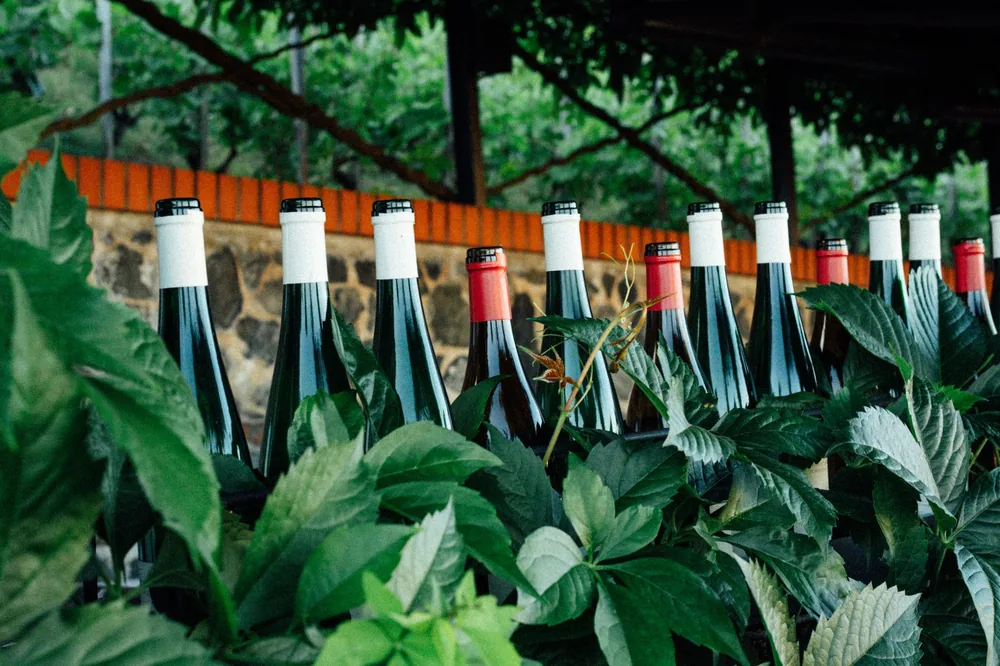 A row of wine bottles among lush green foliage in a vineyard, creating an inviting, tranquil atmosphere