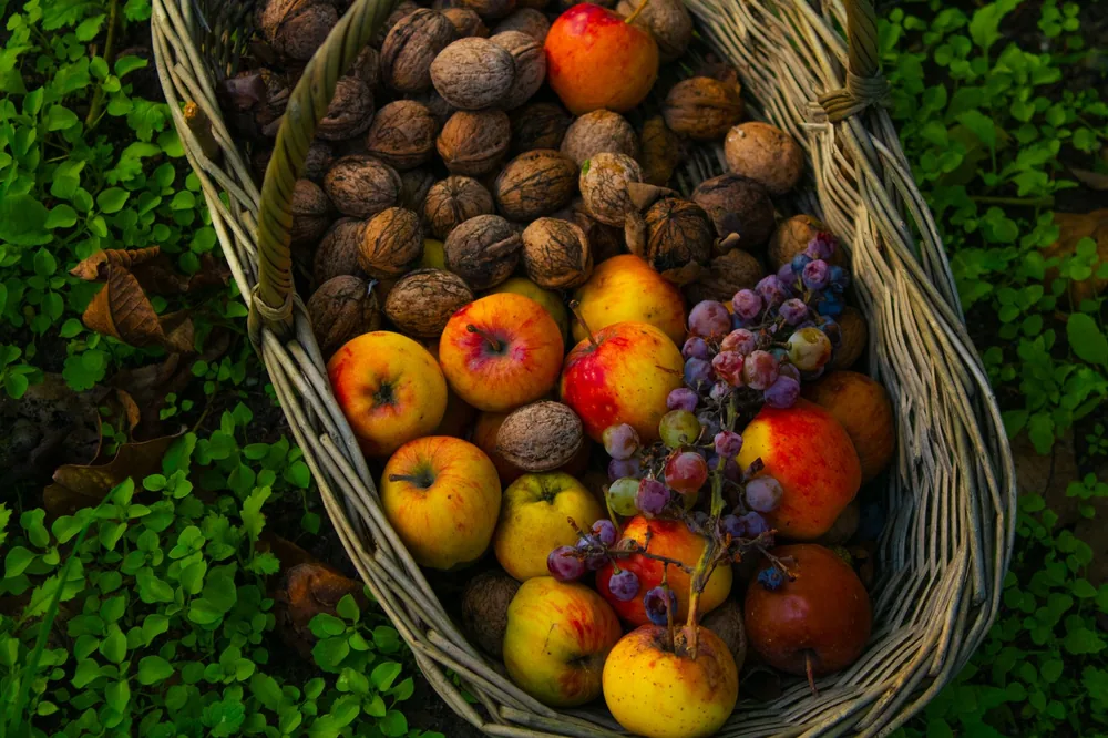 A rustic basket filled with apples, walnuts, and grapes placed on green foliage