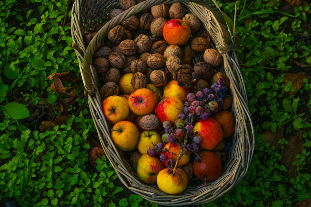 A rustic basket filled with autumn harvest apples, walnuts, and grapes on green grass