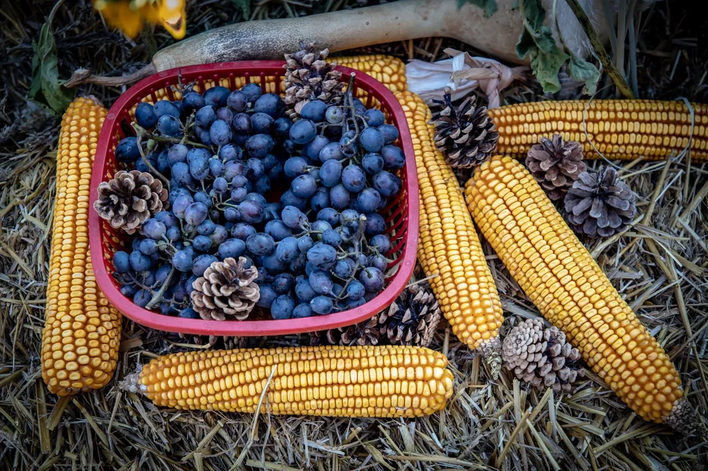 A rustic display of corn, grapes, and pinecones symbolizing harvest season
