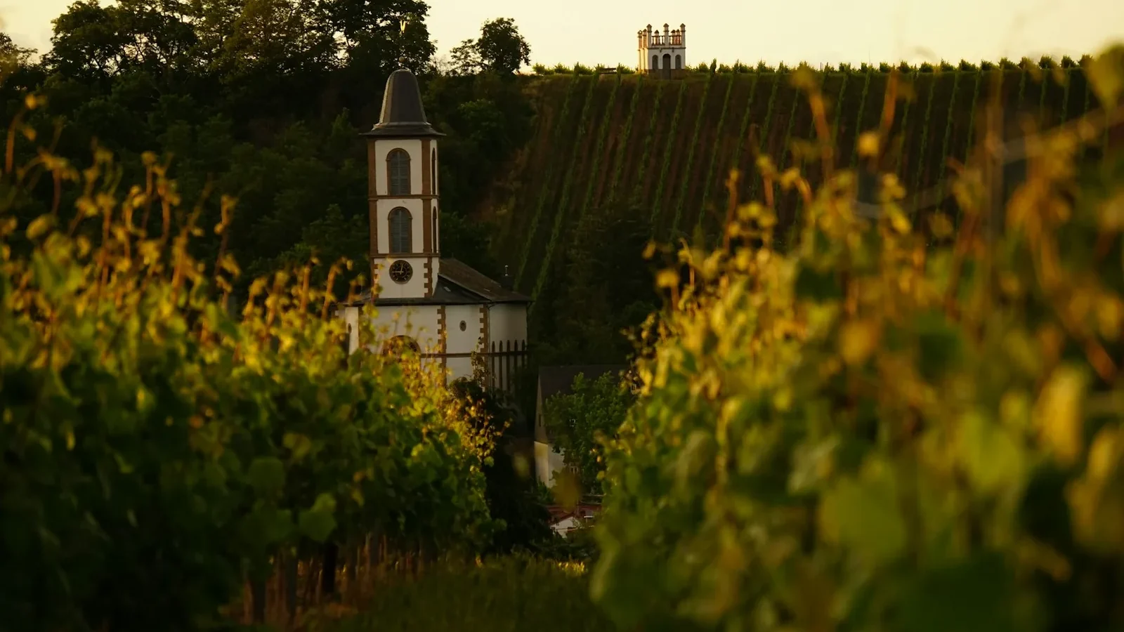 A small church in the middle of a vineyard