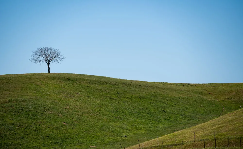 A solitary bare tree stands on a rolling grassy hill under a clear blue sky in California