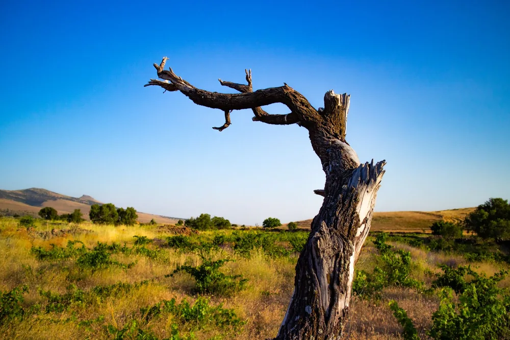 A solitary weathered tree stands prominently in a serene open field under a clear blue sky