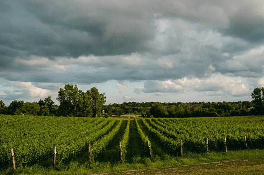 A sprawling vineyard stretches across the rural landscape under a dramatic cloudy sky