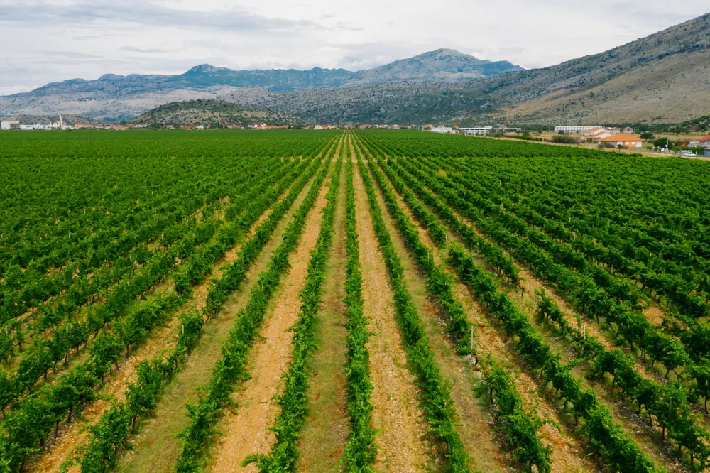 A sprawling vineyard with lush green grapevines and a scenic mountain view