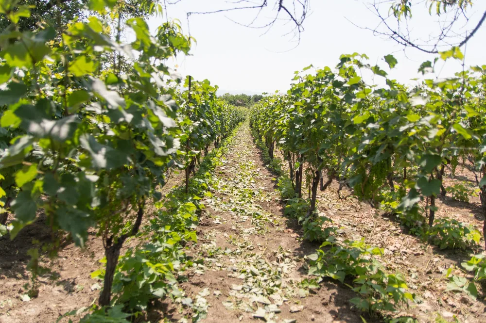 A sunlit vineyard with neatly arranged grapevines, perfect for wine production imagery