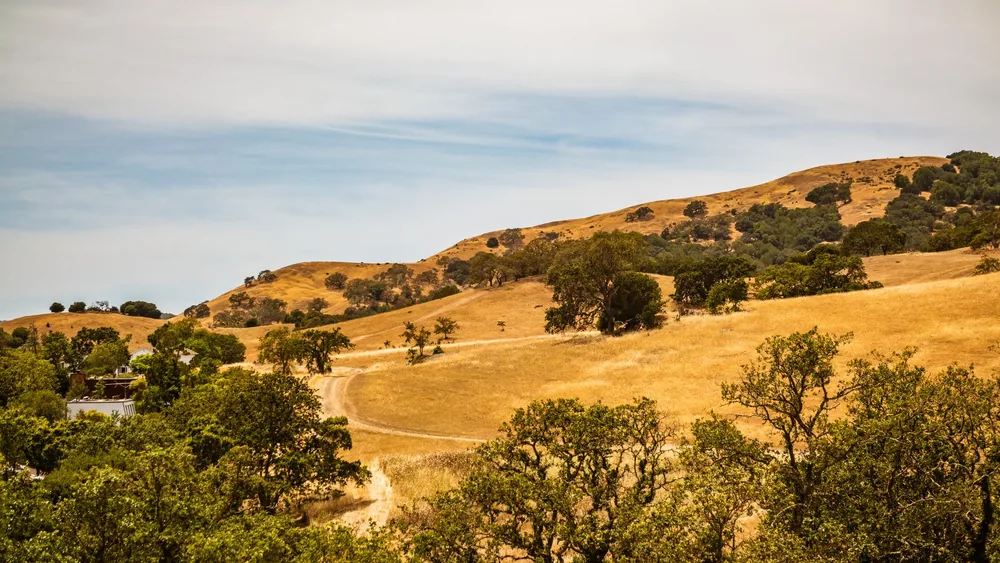 A sunny countryside with rolling brown hills and scattered trees