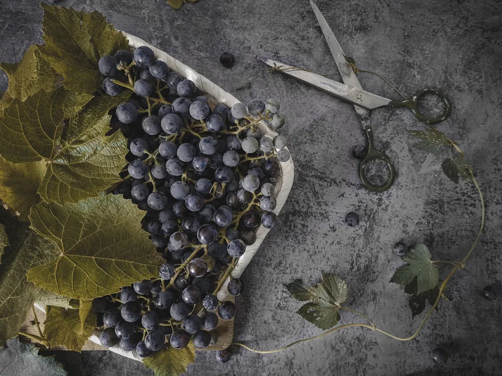A top-down view of fresh grapes on a tray with scissors on a rustic surface, highlighting harvest and freshness