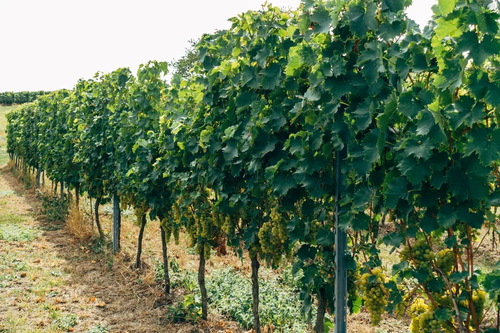 A verdant vineyard with grapevines under the sun in the countryside