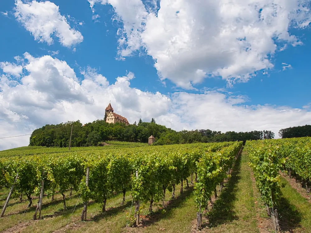 A vineyard and hillside castle under a sky