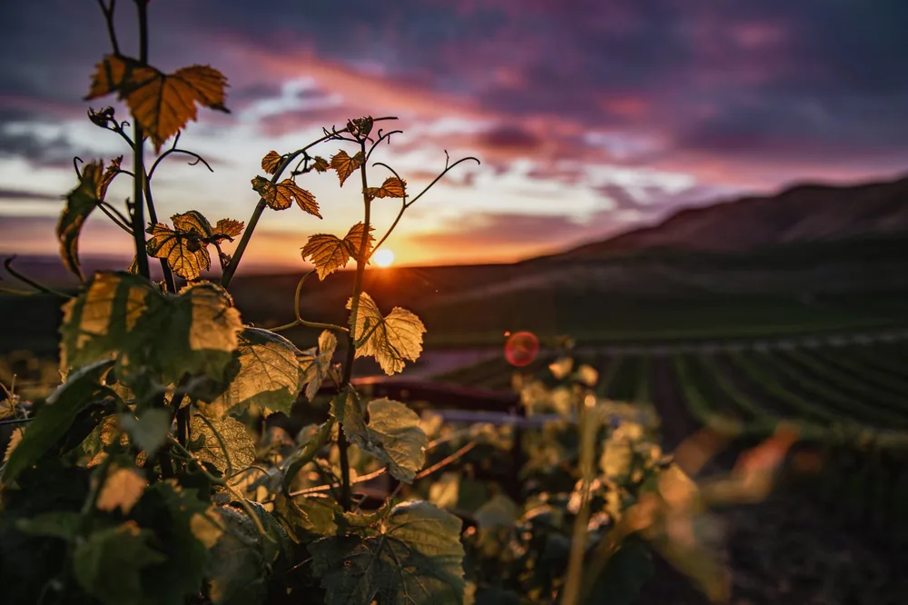 A vineyard at sunset in Santa Maria, California, with grapevines in the foreground
