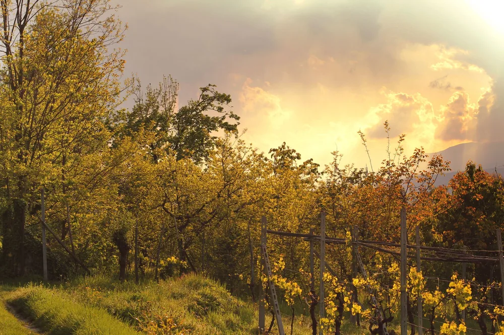 A vineyard at sunset with a golden sky and lush green trees