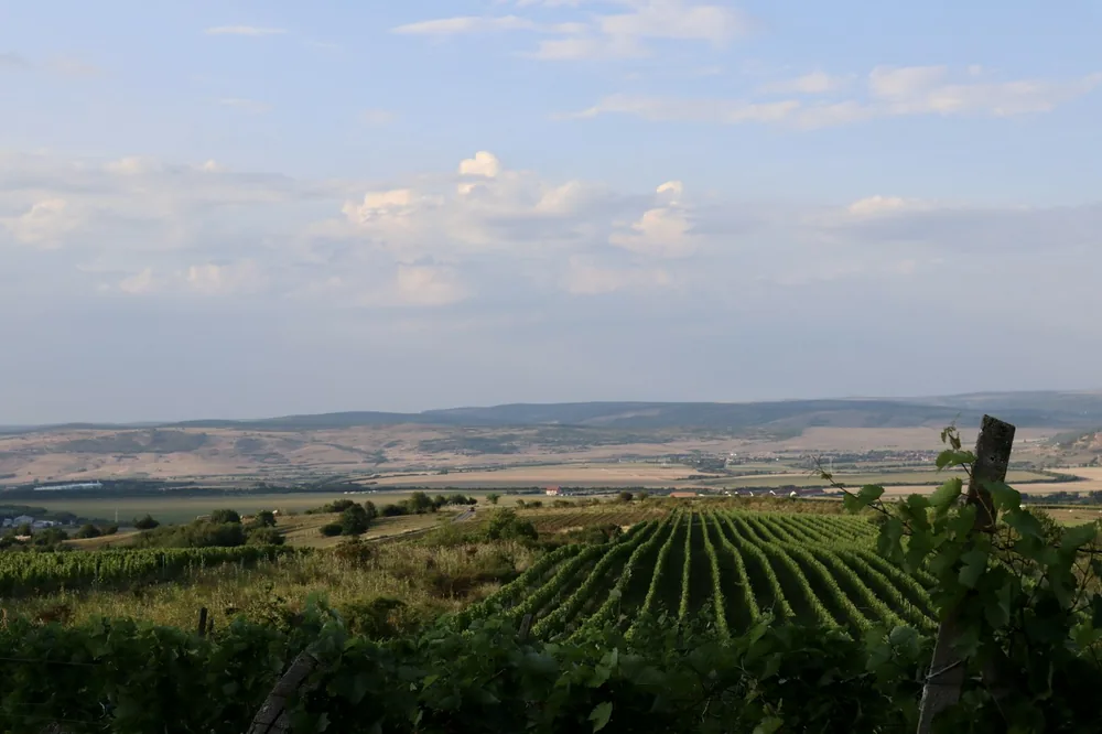 A vineyard in the middle of a field