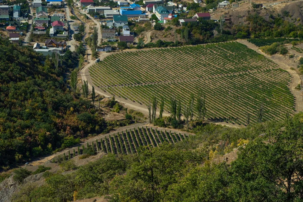 A vineyard nestled in the countryside surrounded by small houses and greenery