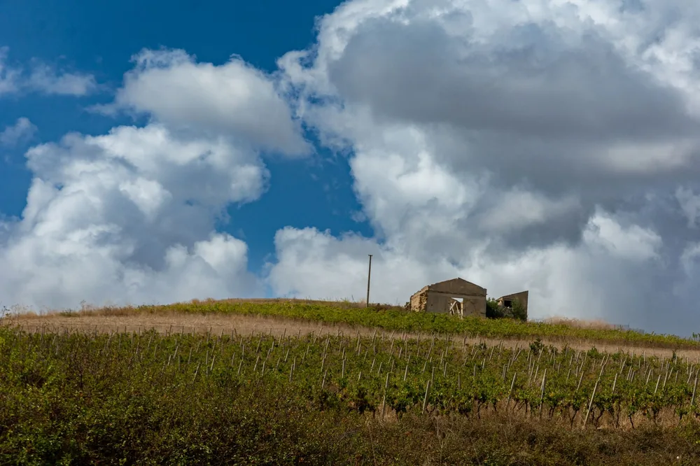 A vineyard on a hilltop with an old abandoned building under a bright sky