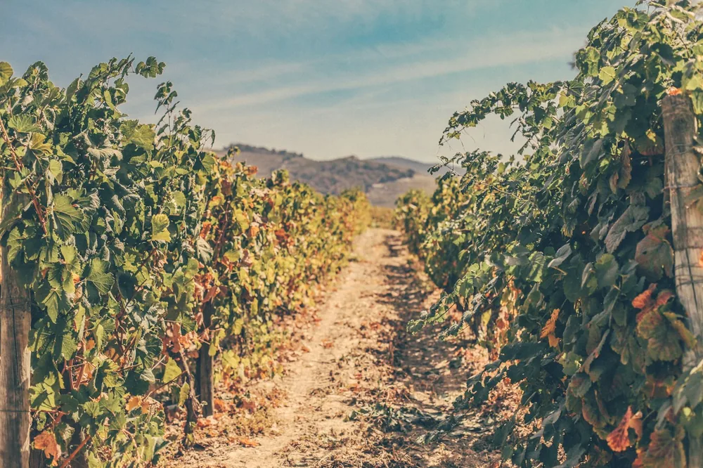 A vineyard on a hot summer day with mountains on the background