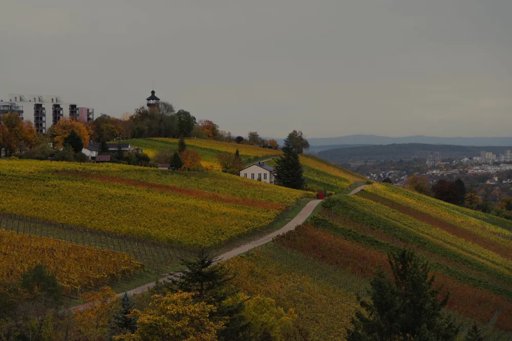 A vineyard on rolling hills with distant cityscape under an overcast sky