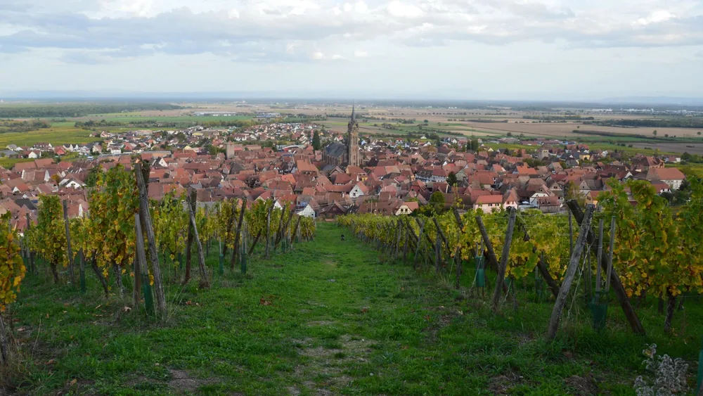 A vineyard overlooking a charming townscape with red rooftops and sprawling fields