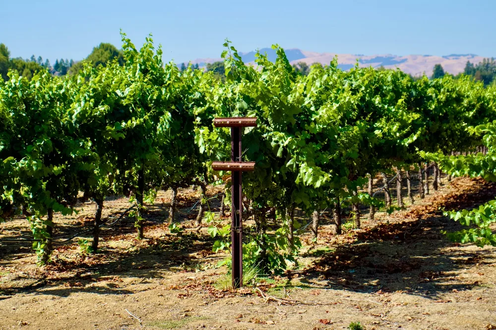 A vineyard with a bunch of vines growing on it