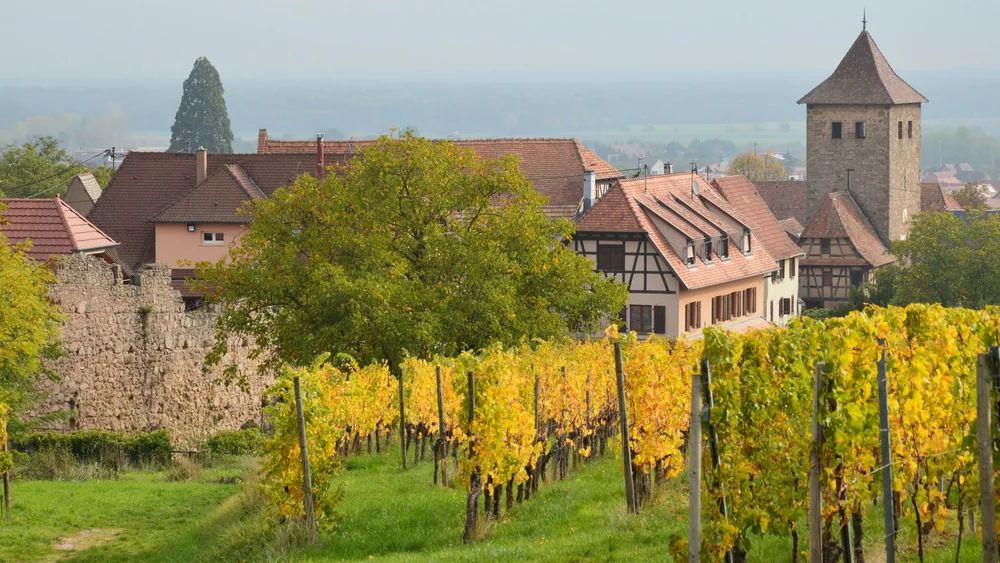 A vineyard with a charming medieval village and tower in the background