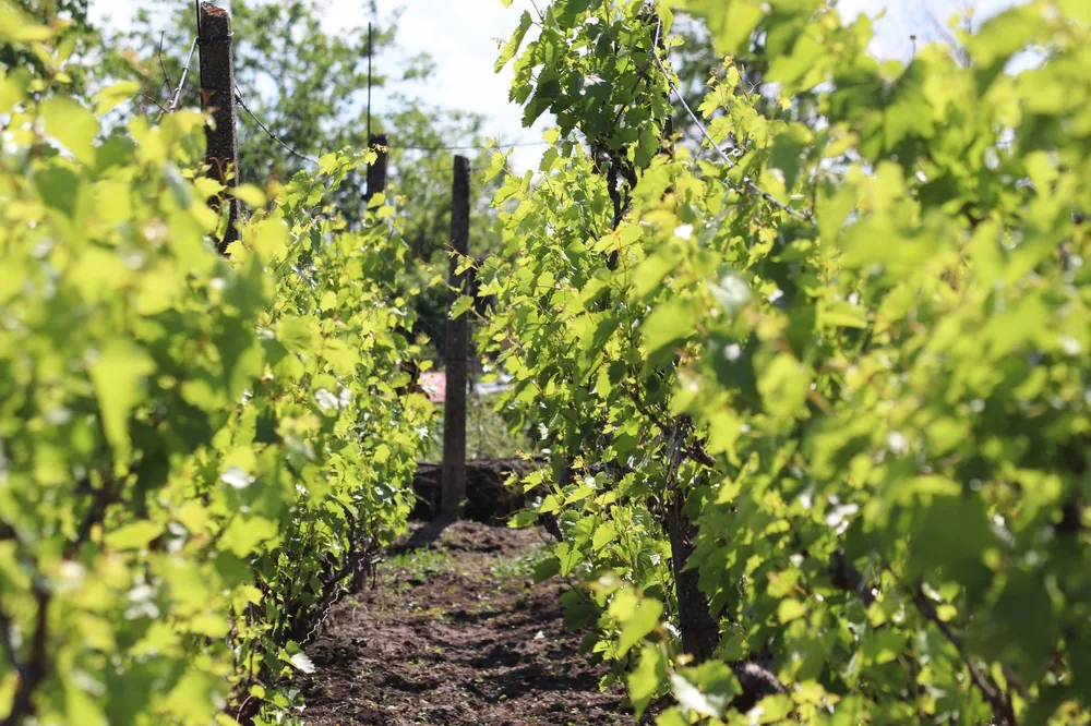 A vineyard with flourishing green vines under clear skies