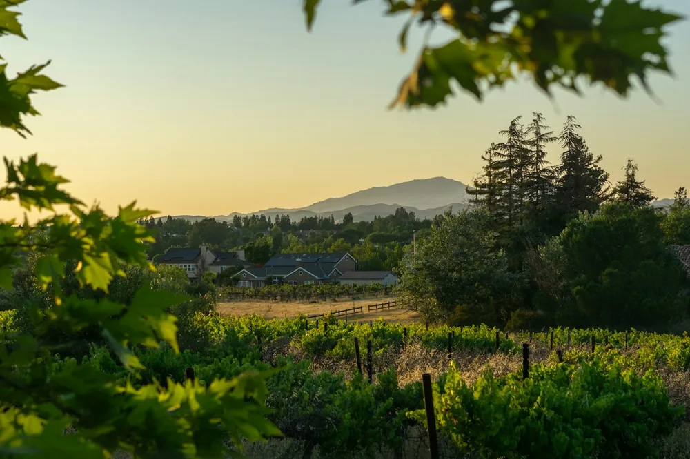 A vineyard with houses in the background