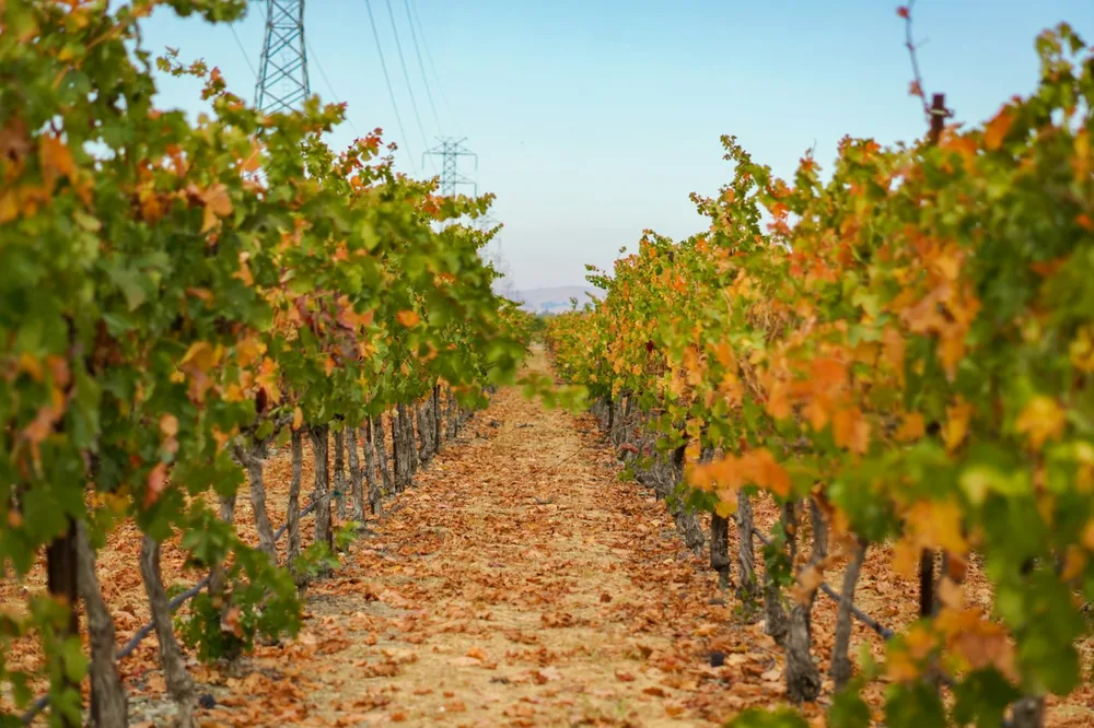 A vineyard with lots of vines and leaves on the ground