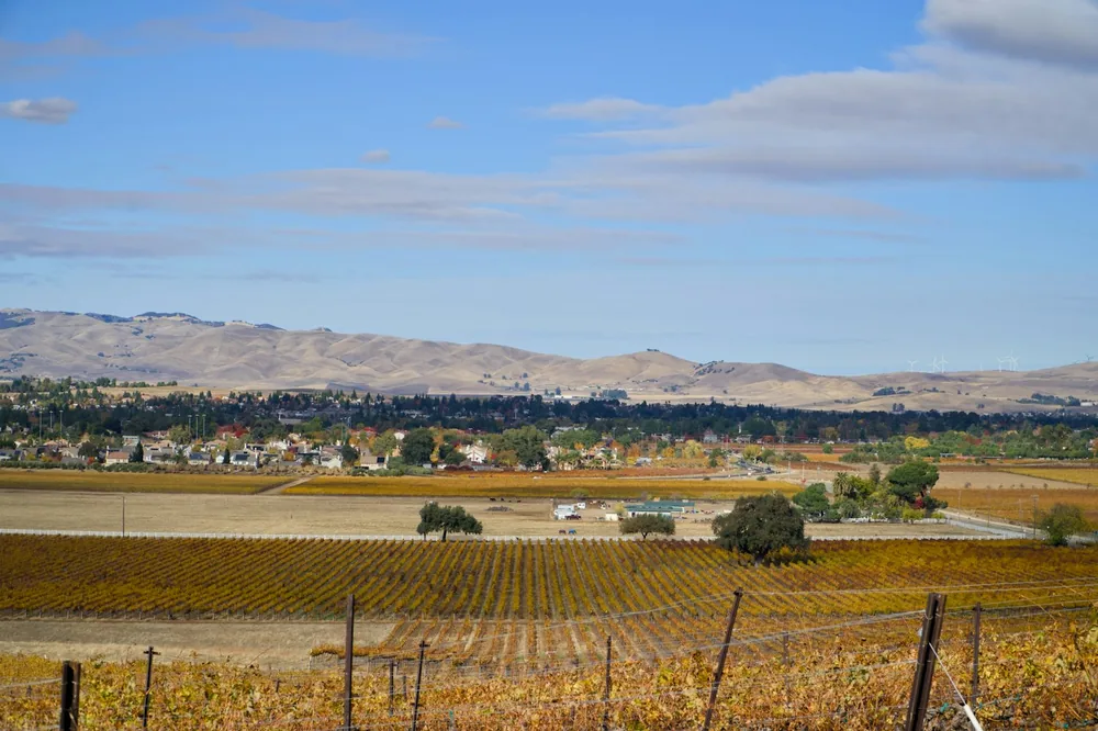 A vineyard with mountains in the background