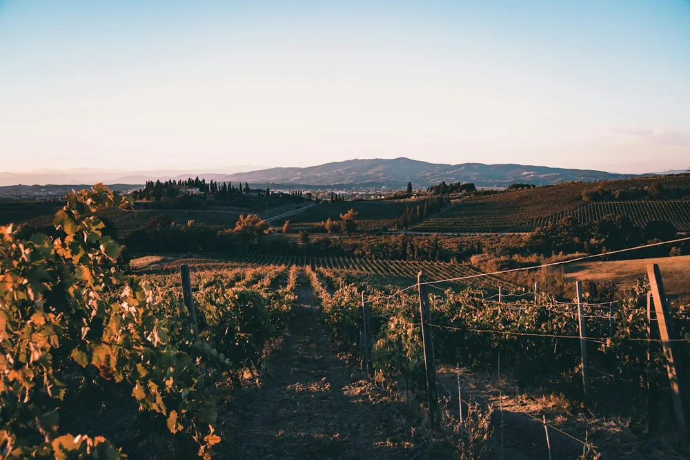 A vineyard with mountains in the background