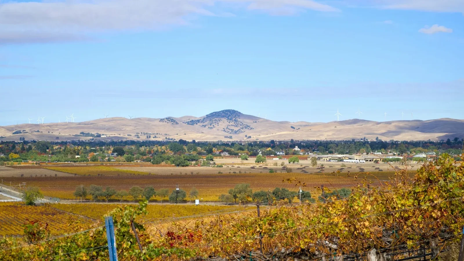 A vineyard with mountains in the background