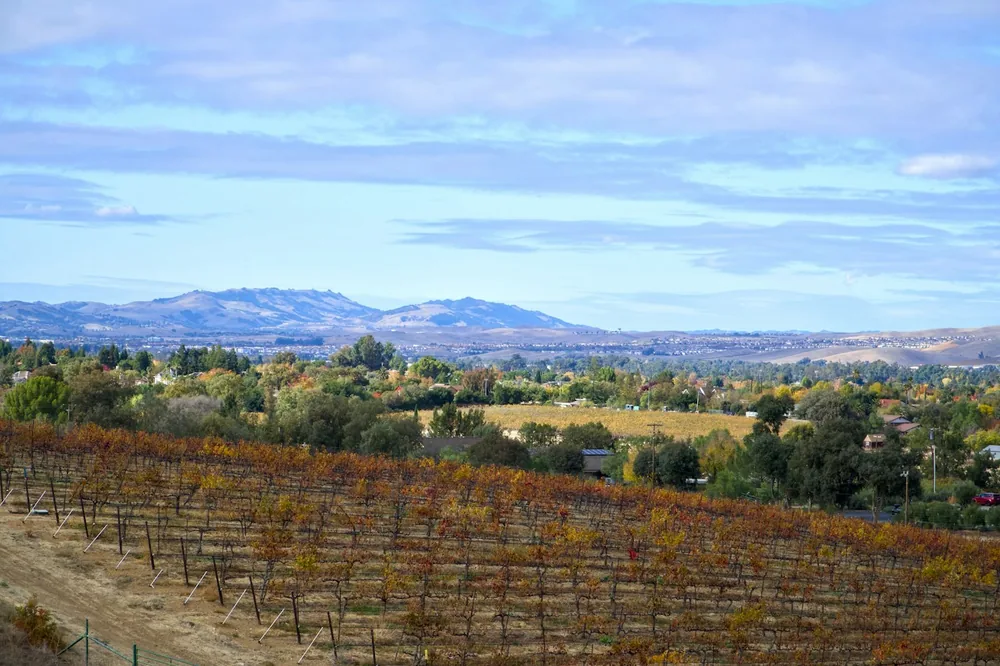 A vineyard with mountains in the background