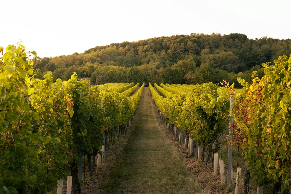 A vineyard with rows of vines and trees in the background